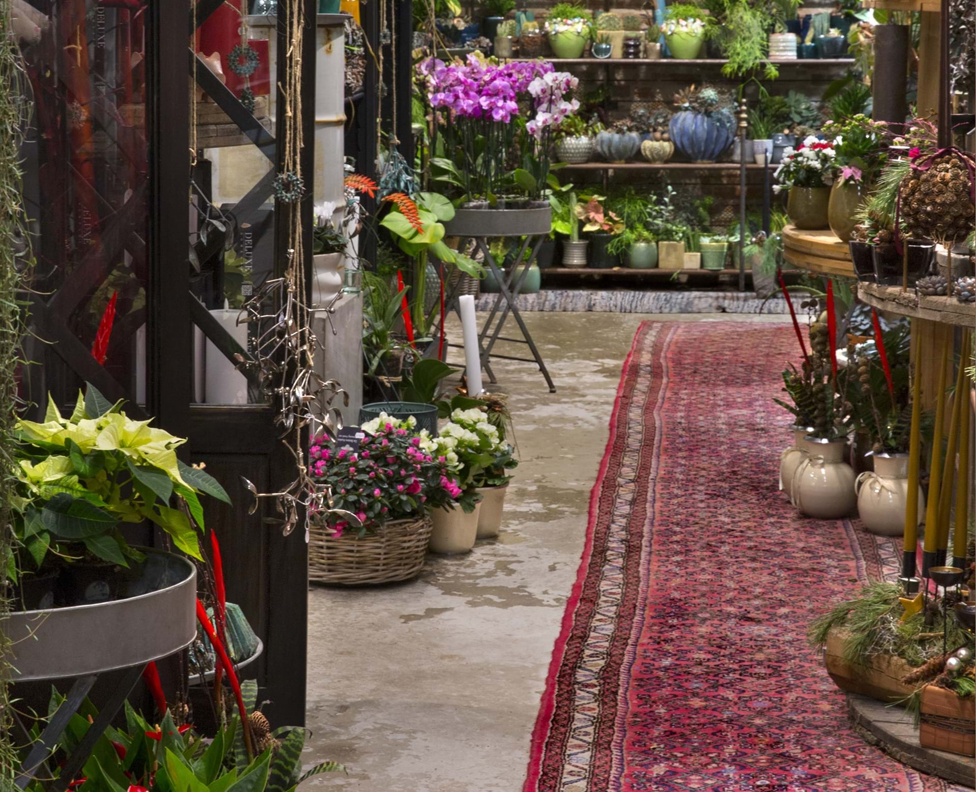 Et glimt af butikken Violen med planter og rødt gulvtæppe.